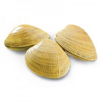 clams baby 24/142gr